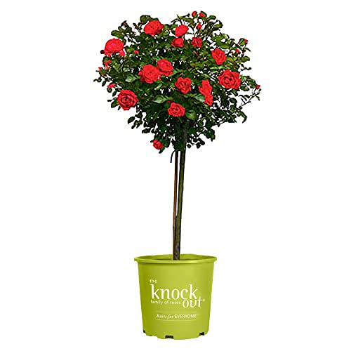 Rose Tree