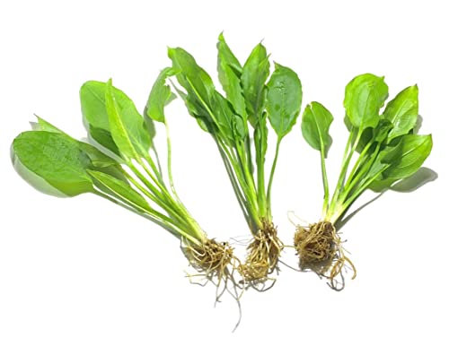 Marcus Fish Tanks - 3X Amazon Sword Echinodorus Bleheri Easy Live Aquarium Plants for Aquatic...