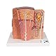 3B Scientific Menschliche Anatomie - MICROanatomy™ Niere + kostenlose Anatomie App - 3B Smart Anatomy