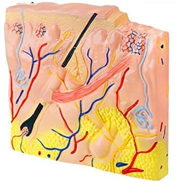 Struttura della Pelle Modello - Aereo Struttura della Pelle Modello Modello Anatomico Modello Anatomico Modello Anatomico Modello Anatomico - per Studio Display Modello Medico, Forniture ...