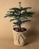 Abeto Natural de Navidad | Abies Koreana | Pur Plant