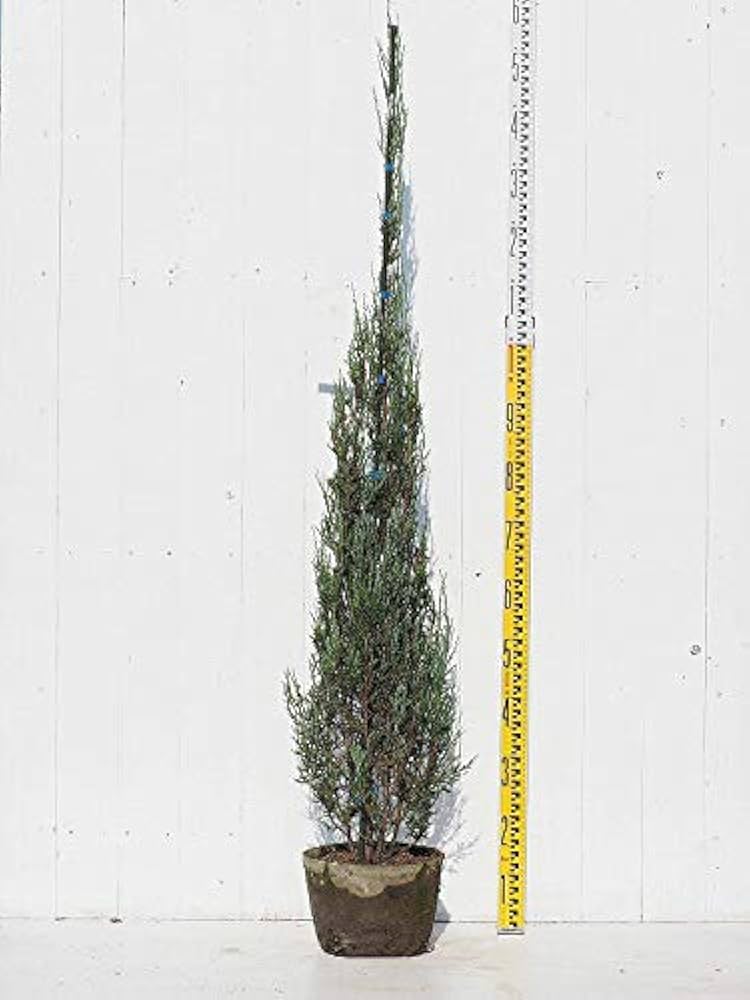 健康的なコニファー 苗木 健康的なコニファー 苗木 | コニファー・針葉樹