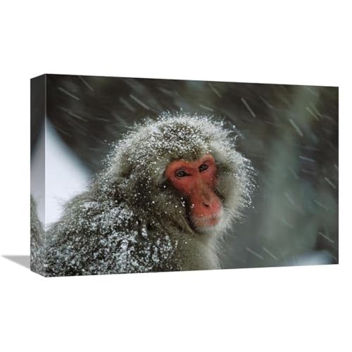 12 x 18 in. Japanese Macaque Covered in Snow, Japanese Alps Near Nagano, Japan Art Print - Konrad Wothe