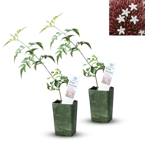 Pink Jasmine Vine - Jasminum Polyanthum - Fragrant & Blooming, Perfect for Indoor/Outdoor Decor (2 Pink jas Cups)