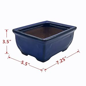 Live Dwarf Juniper Bonsai Tree | Indoor/Outdoor | 100% Handcrafted| Home and Office Décor | Best Gift for Holiday (M) Live Dwarf Juniper Bonsai Tree IndoorOutdoor 100 Handcrafted Home and Office Decor Best Gift for Holiday M