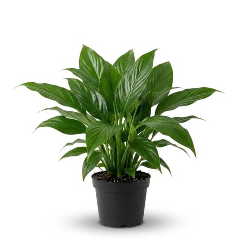 Image of Peace Lily Indoor Plant, Pink and White Flowering Spathiphyllum, Potted Live Plant, Pack of 2 With Plastic Pot