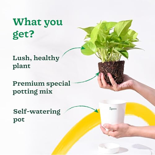 Ugaoo Golden Money Plant Indoor With Self Watering Pot (Image - 7)