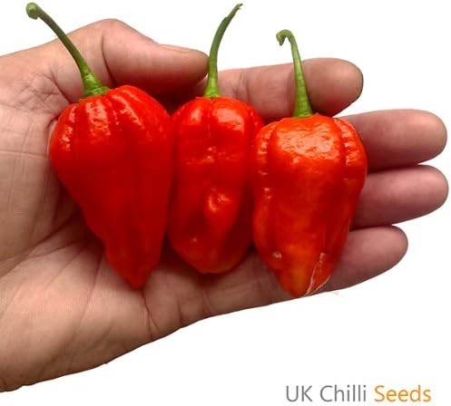 Monster Naga Chilli Pepper x 10 Seeds