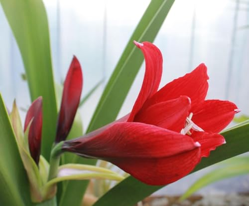 Image of Live Peace Lily Plant Red Blush (Spathiphyllum Hybrid) | Unique Red Flower Indoor Plant | Air Purifying Decorative Houseplant for Home Office