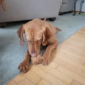 Nutties Coconut Husk Fiber Ball Toy and Magic Toothbrush for Dogs  2 Sizes small  Cucciolini Doodles Nutties coconut husk fiber ball toy and magic toothbrush for dogs  2 sizes small   cucciolini doodles