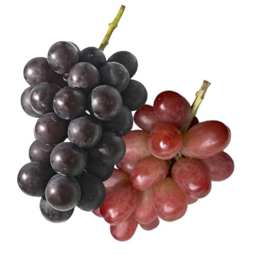 [ 桐箱入り ] ナガノパープル と 我が道 (各1房)[2026年8月上旬発送開始](茨城県共通品:大子町) ぶどう 葡萄 フルーツ 果物 贈答用 ギフト 贈り物