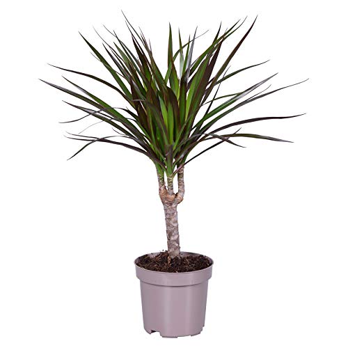 Dracaena Marginata 40-60 cm – Pflegeleichte Zimmerpflanze, Ideal für Wohnzimmer und Büro, Exotische Dekoration