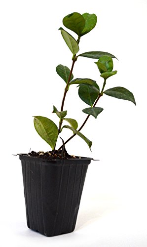 9Greenbox - Confederate Jasmine - 6 Pack #TOP3