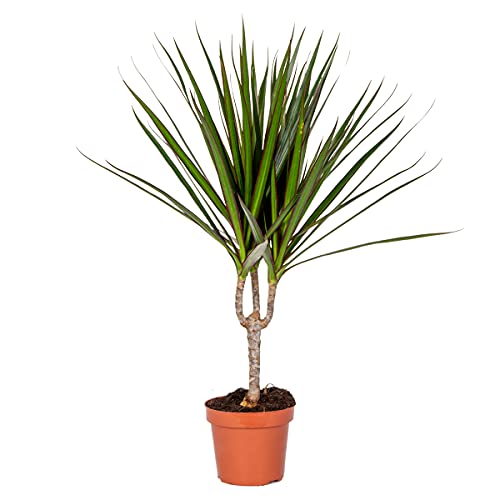 Bloomique - Dracaena Marginata - Dragón - Plantas de interior - Cuidado fácil - Purificación del aire - Altura 30-40 cm - Maceta 12 cm