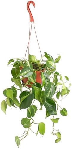 Shop Succulents Brasil Philodenron Heartleaf Hanging Plant, Live Indoor Plant, Easy Care Hanging Ivy Houseplant in Nursery Pot, Air Purifying Plant in Soil, Housewarming, Home Décor, Trails 2-4 Feet