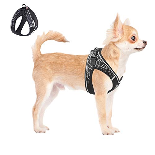 Leave Harness on Dog