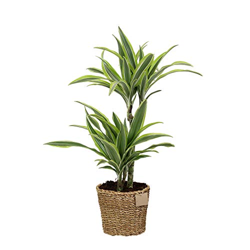 Green is® - Dracaena fragrans Lemon Lime - Dragon Tree - Live Indoor Plant in Basket Diameter 17 cm - Height 80 cm - Quality from Holland - Fresh from The Grower