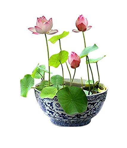 Creative Farmer Flower Seeds : Bowel Lotus Seeds Flower Seeds For Rainy Season 15 Seeds- Plants Seeds For Mini Pots Garden [Home Garden Seeds Eco Pack] Plant Seeds (B08MRHD2QJ) Amazon Price History, Amazon Price Tracker