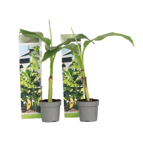 Plant in a Box - Musa Basjoo - Höhe 25-40cm - 2er Set - Bananenpflanze Winterhart - Bananenbaum - Exotische pflanzen - Topf 9cm