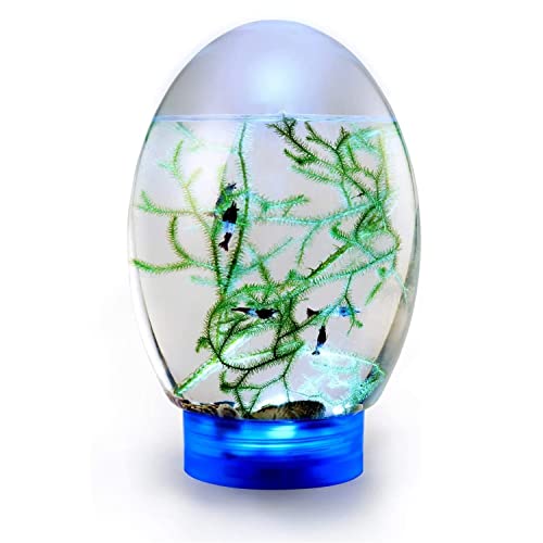 YYDX Ecosphere Desktop Fish Tank Closed Spherical Fish Tank Aquatic Ecosystem, with LED Lighting,Blue