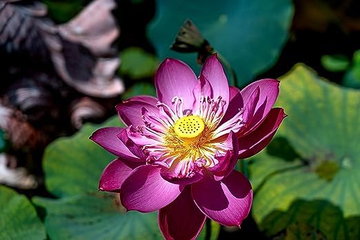 Image of Flowet Plant for Home Decor, Pooja | Large Size Flower Surely Blooming Within 45 Days lotus plant (Ranee Red)