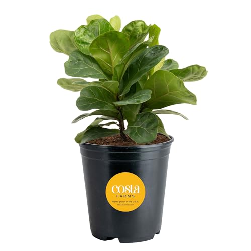 Costa Farms Little Fiddle Leaf Fig, Live Indoor Ficus Lyrata Plant in Nursery Plant Pot, Houseplant in Potting Soil, Housewarming, Birthday Gift, Office, Home, and Room Decor, 1 Foot Tall