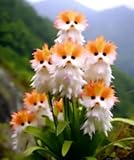 RIVORDE Topfblumen, Einzigartige Blüten, Für Die Ganzjährige Pflanzung Geeignet, Hitzebeständig, Perfekt Für Balkone Oder Wohnzimmer, 1000 Samen.