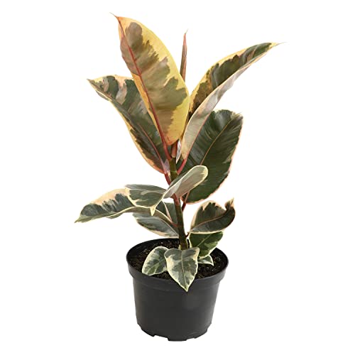 6 Ficus Tineke Variegated Rubber Plant Real Ficus Tree Indoor Garden Greenhouse Plant Room Decor Office Plants Live Real Plants Indoor Live Plants Indoor Plants Live Houseplants by Plants for Pets