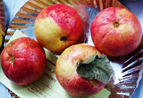 Aiden Gardens Rare Dwarf Tropical Hybrid Psidium guajava Allahabad surkha Guava 1 Healthy Live Plant Seedling (B0957XDDYT) Amazon Price History, Amazon Price Tracker