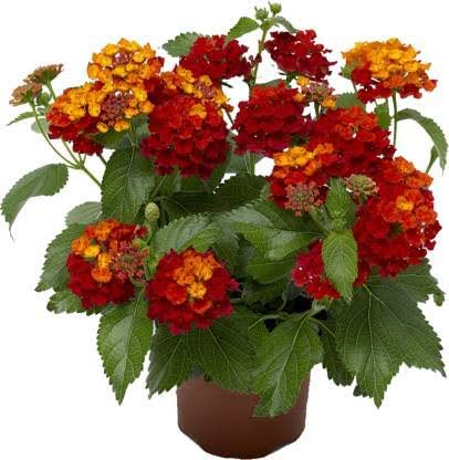 Hari Giver Garden®Lantana Camara/Lantana Live Plant Red Flower With Mini Black Pot (B0C27HDGSC) Amazon Price History, Amazon Price Tracker