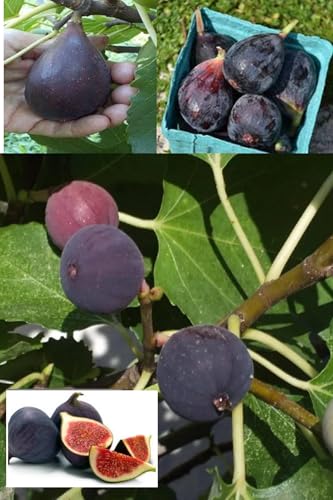 ZXXYANBI Black Mission Fig (Anjeer) Layering/Grafted Fruit Live Plant (Height 1.5-2 Feet) Kali Anjeer After Fruit 6 Month Very sweet,rich,and jam-like flavor Taste, 1 Healthy Plant For Home Garden