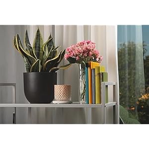 B&T Collection Clear Acrylic Book Vase for Flowers w/Inspirational Message – Modern Room Decor: Clean Girl Aesthetic Vase – Book Vase for Neutral Decor – Cute Housewarming Gift BT Collection Clear Acrylic Book Vase for Flowers wInspirational Message–Modern Room Decor Clean Girl Aesthetic Vase–Book Vase for Neutral Decor–Cute Housewarming Gift