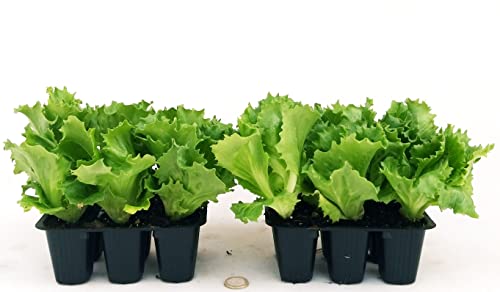 POWERS TO FLOWERS - LATTUGA ICEBERG, 12 PIANTE BIO, Piante vere
