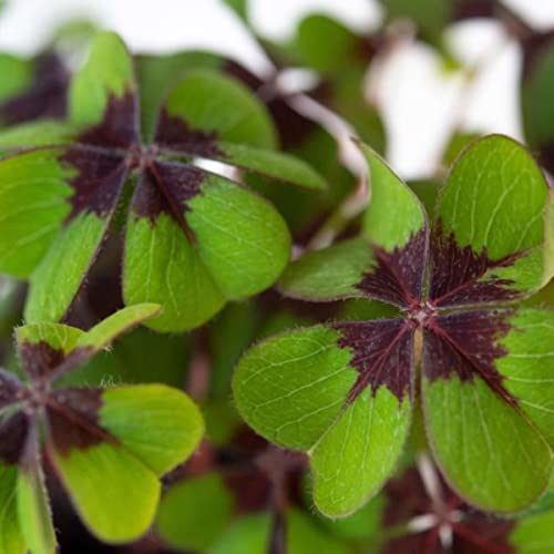 Trébol de 4 Hojas Natural Planta Popular por ser el Oxalis de la Fortuna