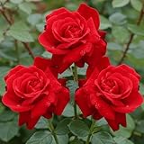 Rot Rosen pflanzen (1 Duftende Pflanze), große winterhart mehrjährig Stauden, Pflanzen aus Holland für Garten und Topf (kein Samen, blumenzwiebeln und nicht künstlich)