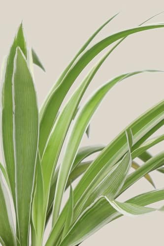 Image of Indoor Air Purifying Spider Plant in Decorative Pot | Natural Aesthetic Live Plant for Home & Office | Low Maintenance Tabletop Greenery(3Inch Pot, Assorted Colour) (Spider)