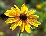 Rudbeckie - Rauer Sonnenhut - Black-Eyed Susan - Rudbeckia hirta - 1000 Samen