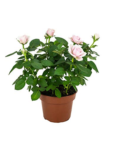 Rosal Mini Flor de Color Rosa 10cm Planta Natural en Maceta