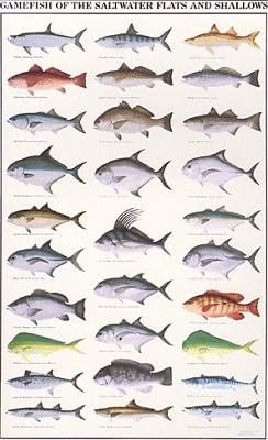 'Gamefish of the Saltwater Flats and Shallows' Poster