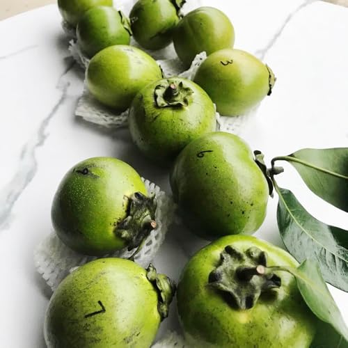 Semillas de diospyros digyna - caqui negro - kaki fresca, decoración salón pudín de chocolate con zapote negro, caqui resistente de interior, 50pcs