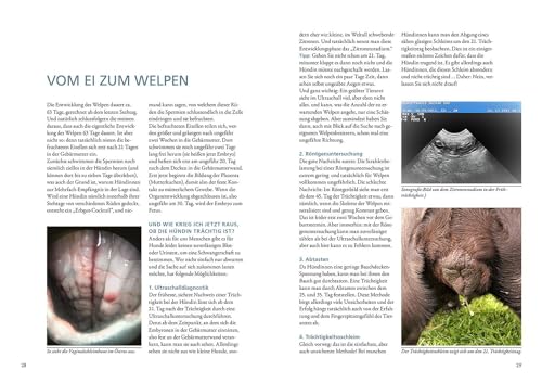 Das Zuchtbuch: So gelingt das Abenteuer Zucht (Praxiswissen Hund)