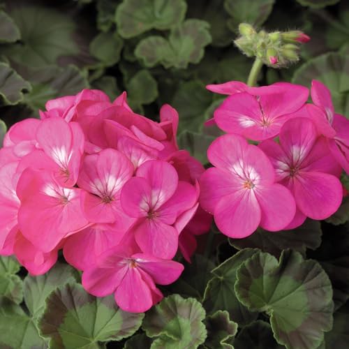 Pinto Premium Series Geranium Deep Rose ~ 10 Seeds – Pelargonium x hortorum | 12-18' Upright Plants, 4-5' Blooms | Annual or Perennial | Heat & Drought Tolerant | Mixed Colors | Non-GMO