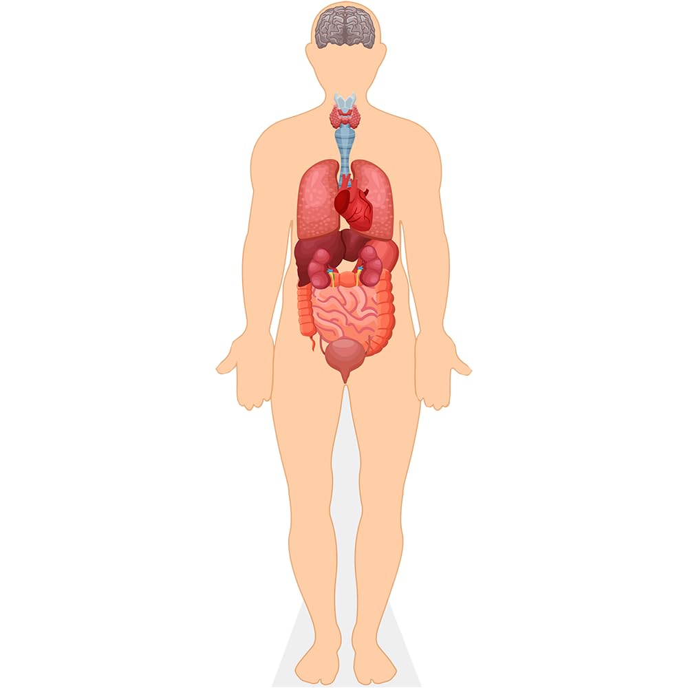 Celebrity Cutouts Life Size Cutout Human Body (Organs)