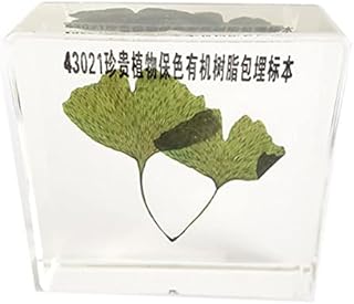 ZMX Ginkgo Plant Organic Resin Embedded Specimens - Transparent Resin Plant Embedded Specimen - Educational Model Ginkgo Specimen for - for Biological Teaching