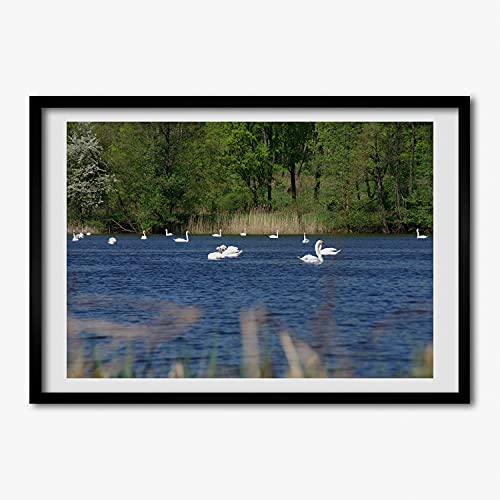 Cadre photo cygnes blancs 70x50 cm pour illuminer votre salon