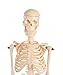 American Educational Skeleton Model, 17