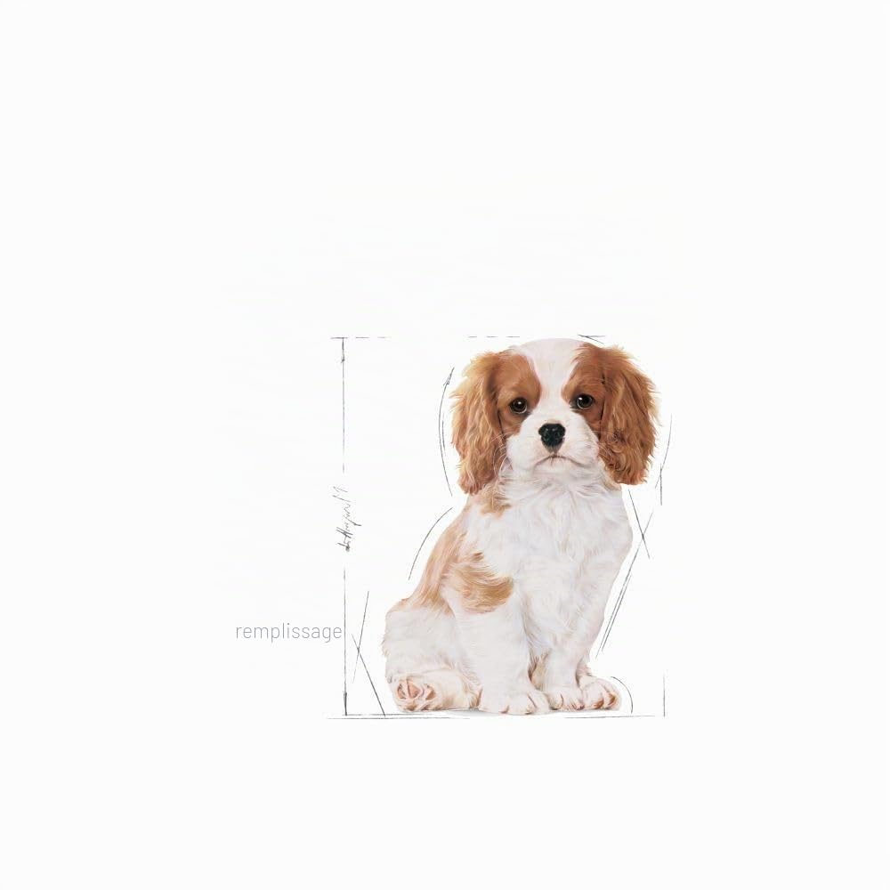 Royal Canin Cavalier King Charles Puppy | 1,5 kg | Croquettes pour Chiots | Peut Soutenir Les défenses Naturelles et la santé Cardiaque | Peut favoriser la Digestion
