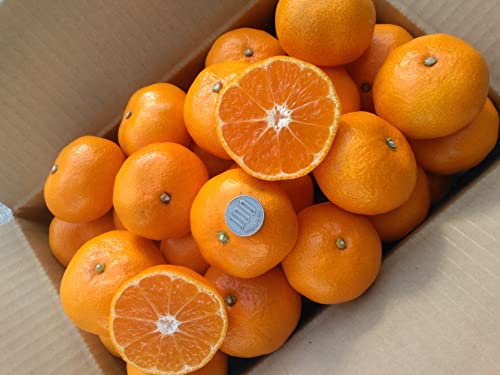 ���m�Y �R�k�݂��� L�T�C�Y����P�O���� ���P�L��@���ƒ�p�����@�~�J��