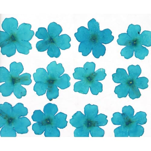48 flores secas prensadas para manualidades miniatura 1