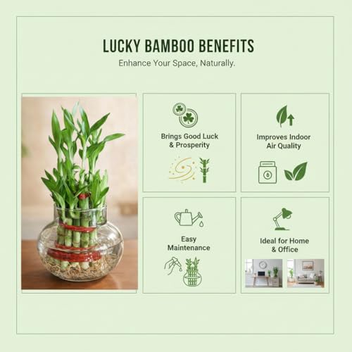 Image of Two layer lucky bamboo in Glass Pot | For Living Room or Office table | indoor plants for good luck and air purification